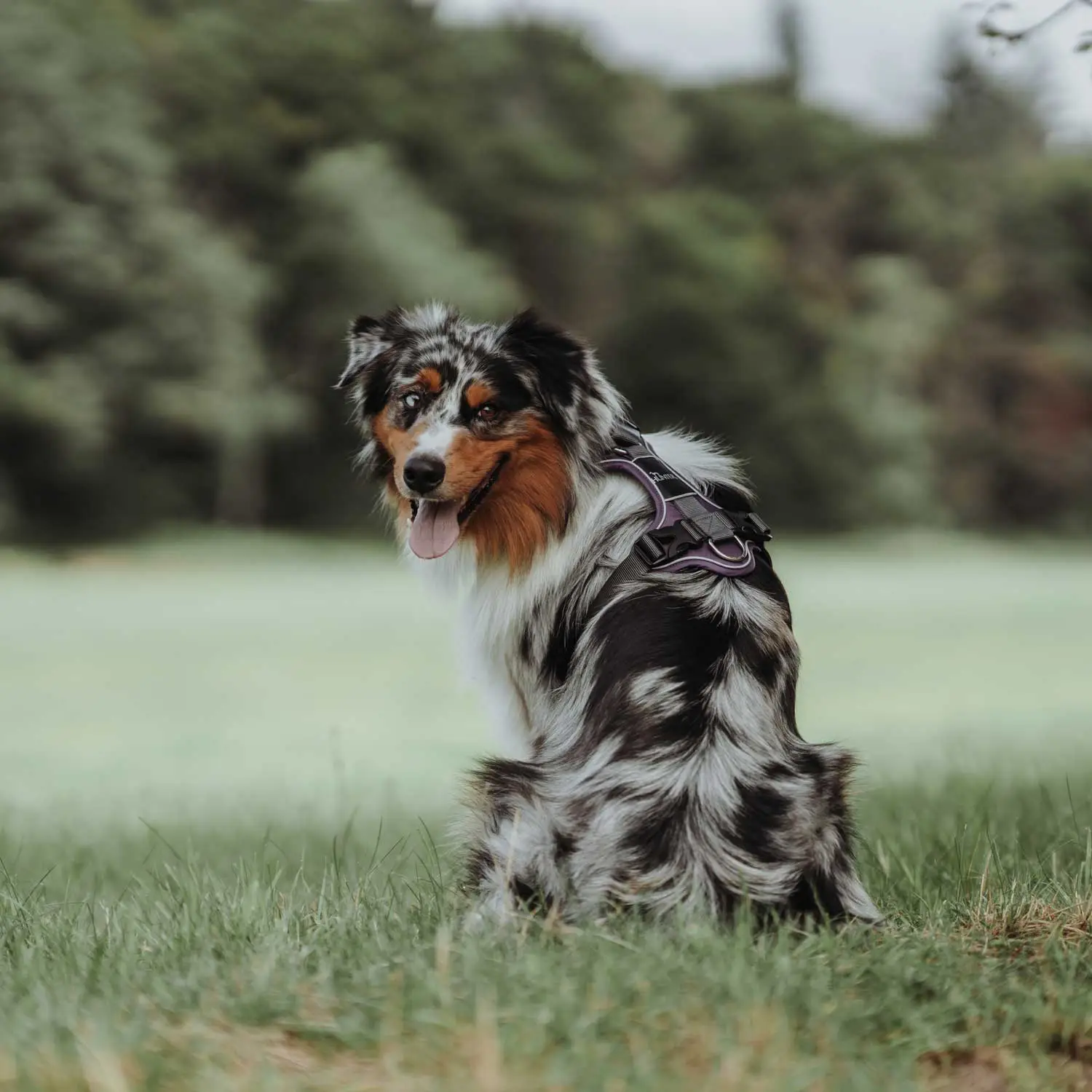 Hunter Divo hundesele M violet/grå just mave 56-73 cm - Balanceret pasform og komfort